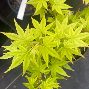 Acer palmatum 'Red Wood' Coral Bark Japanese Maple - Maple Ridge Nursery